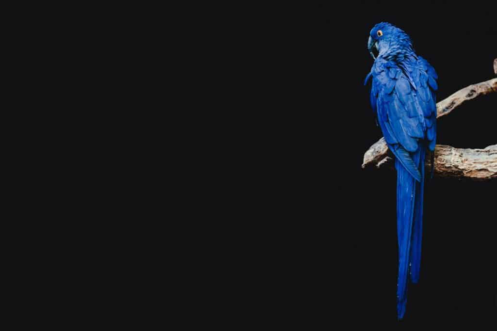 Blue parrot perched on a branch against a black background.