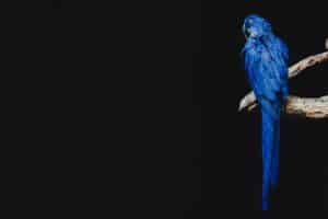 Blue parrot perched on a branch against a black background.